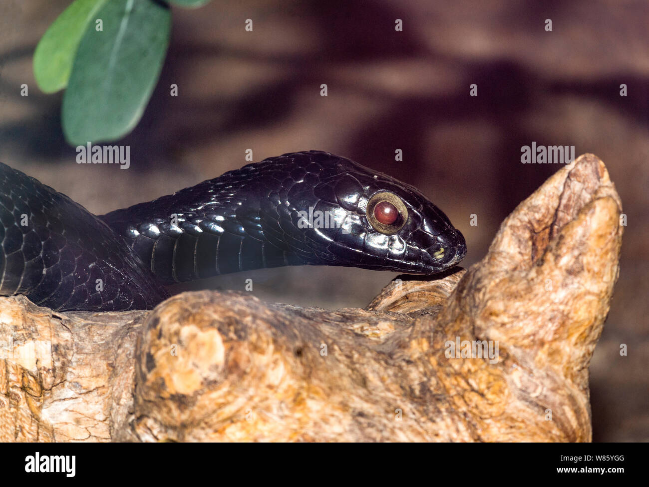 Rettili. Snake. Un nero a forma di serpente Boomslang (Dipholidus typus).Un molto velenose tree climbing serpente trovato in Africa tropicale. Foto Stock