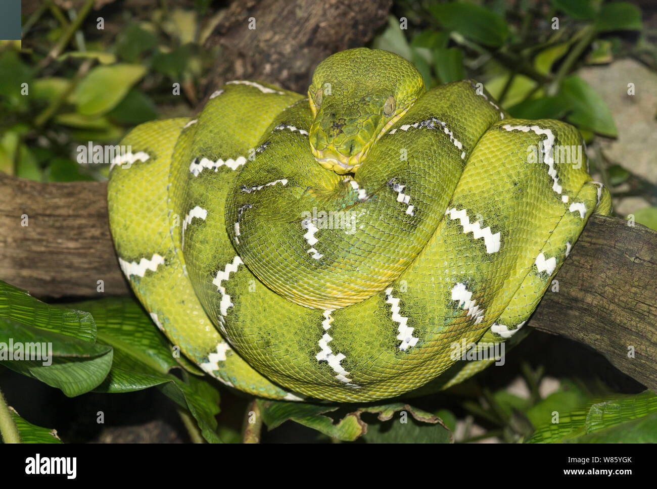 Rettili.Snake.Emerald Tree Boa (Corollus caninus).adulto avvolto su di un ramo.Foto in zoo di Stoccolma in Svezia. Foto Stock
