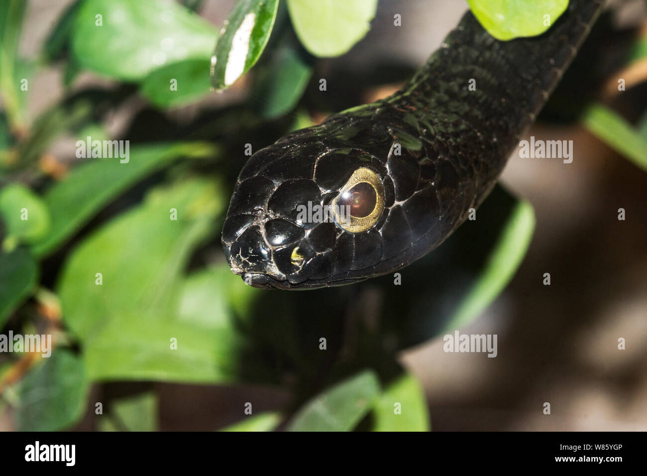 Rettili. Snake. Un nero a forma di serpente Boomslang (Dipholidus typus).Un molto velenose tree climbing serpente trovato in Africa tropicale. Foto Stock