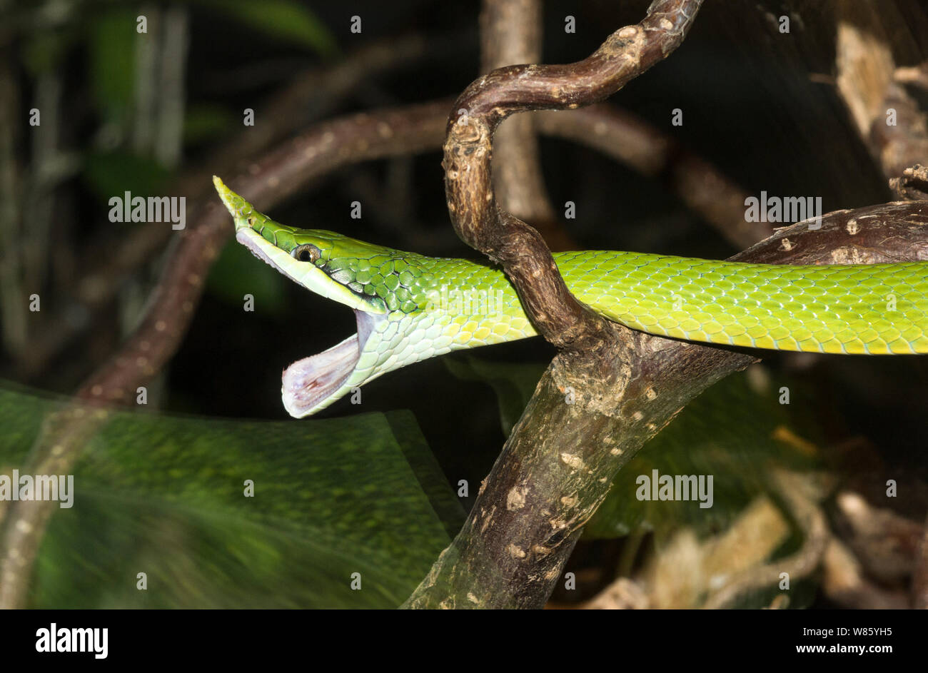 Rettili.Snake.Rinoceronte Biacco (Gonyosoma boulengeri).adulto.una sequenza di foto di uno sbadiglio.Foto a Stoccolma Zoo.la Svezia. Foto Stock