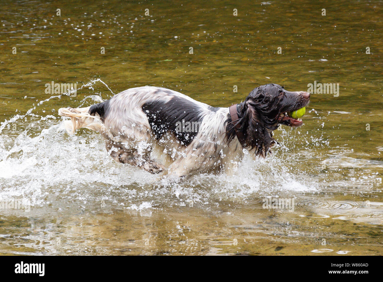 Recupero del cane palla in Virginia Water Lake, Windsor Great Park, Runnymede, Surrey, England, Regno Unito Foto Stock