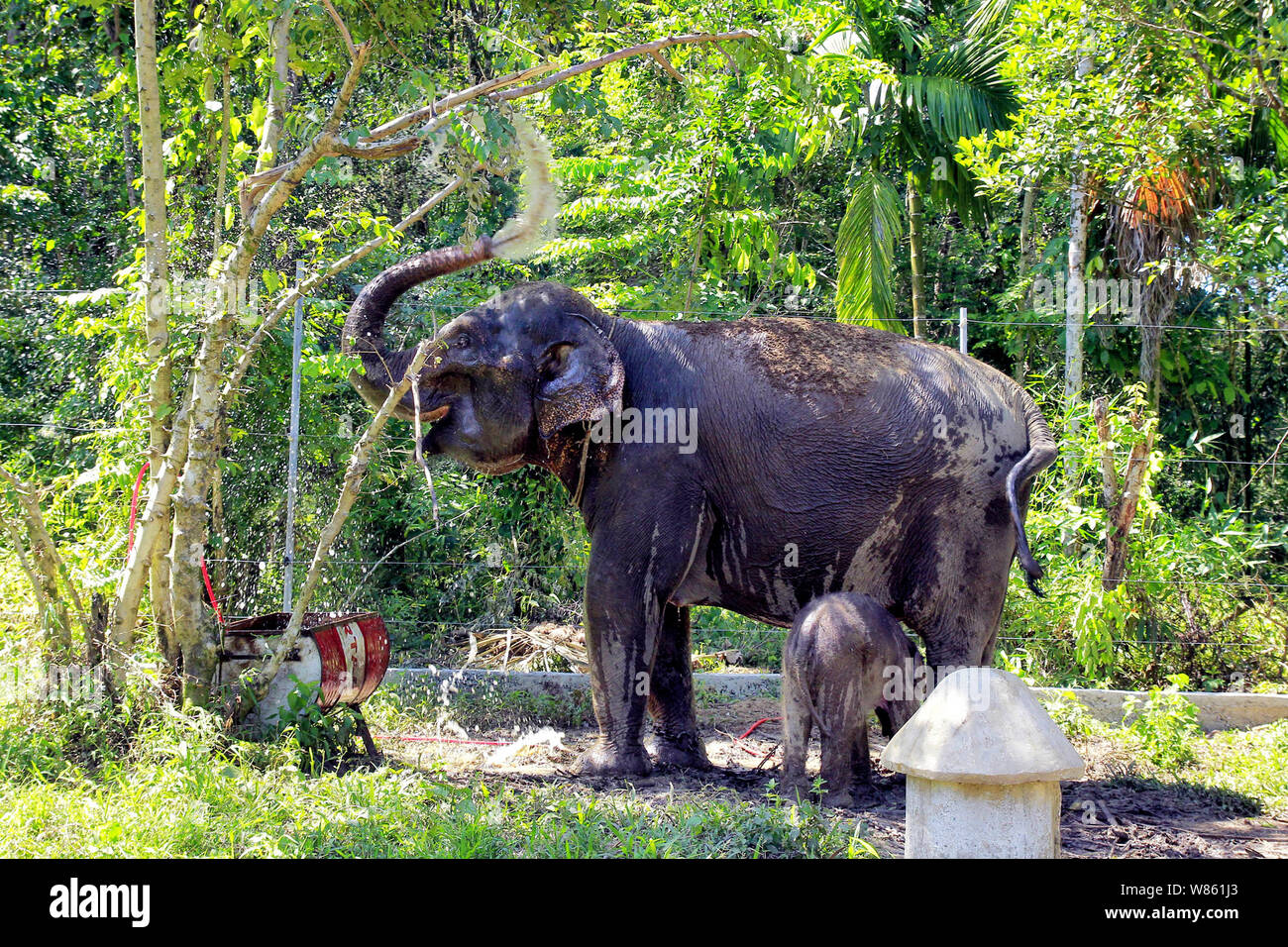 Meulaboh, Aceh, Indonesia. 27 Luglio, 2019. Un bambino elefante di Sumatra, Yuyun con sua madre a alore Kuyun conservazione Response Unit (CRU) a Meulaboh, la provincia di Aceh.elefanti di Sumatra sono una specie criticamente minacciata di estinzione, e di fronte a minacce da bracconaggio e deforestazione rampante, ministero dell ambiente stima solo circa 500 rimangono nella provincia di Aceh. Credito: Nurul Fahmi/SOPA Immagini/ZUMA filo/Alamy Live News Foto Stock