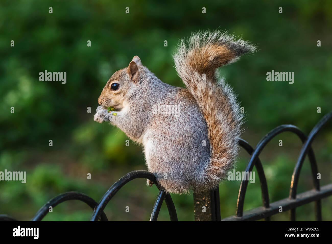 Inghilterra, Londra, St.Jame's Park, scoiattolo grigio di mangiare il dado Foto Stock