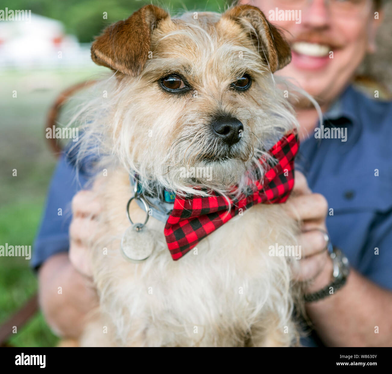 Un piccolo Yorkshire Terrier cane che indossa un Bow Tie New York STATI UNITI D'AMERICA Foto Stock