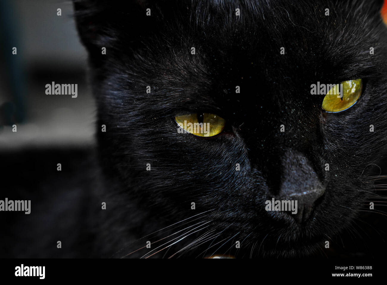 Closeup ritratto del bellissimo gatto nero con gli occhi verdi Foto Stock