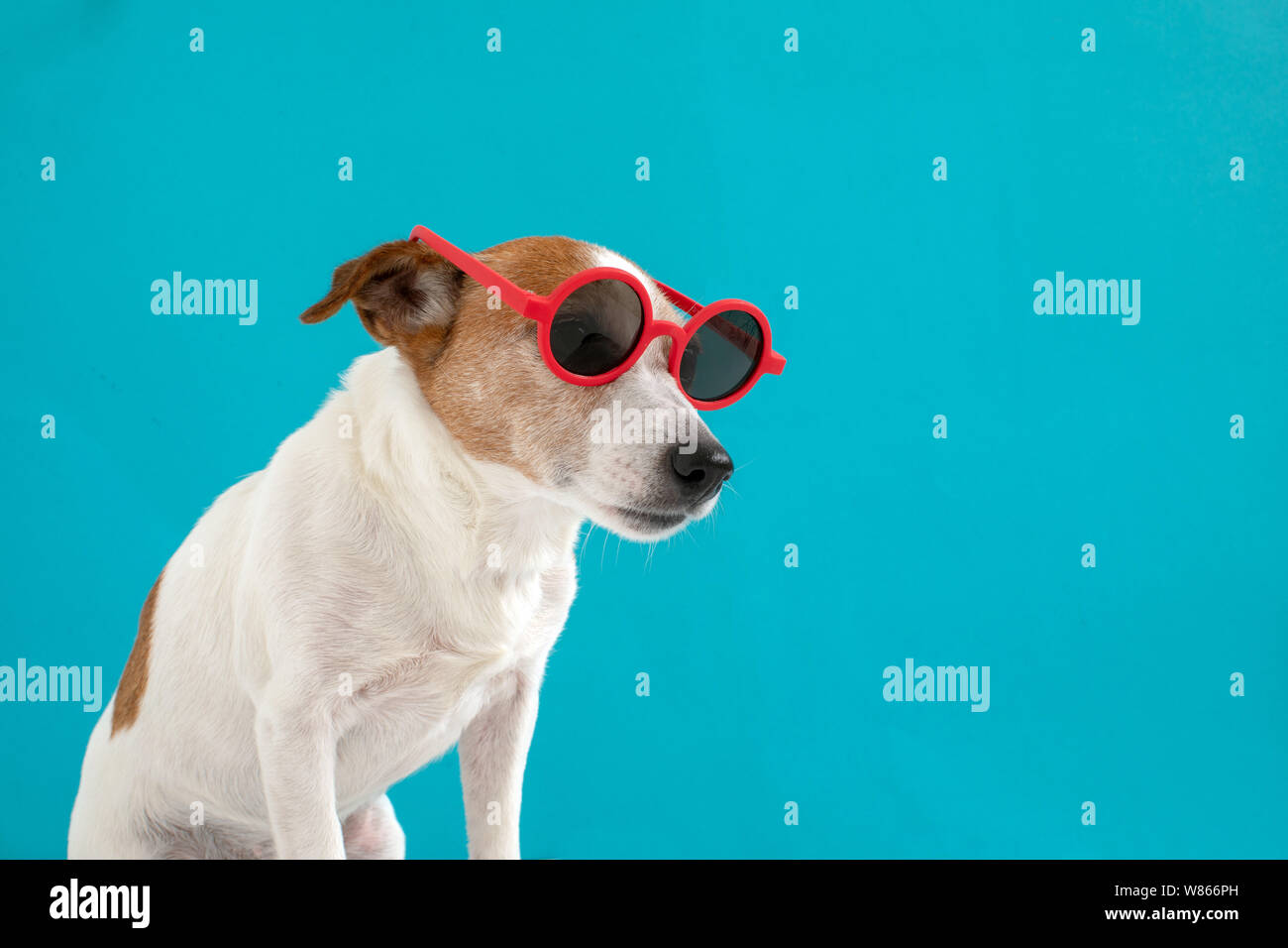 Cane in occhiali da sole rosso Foto Stock