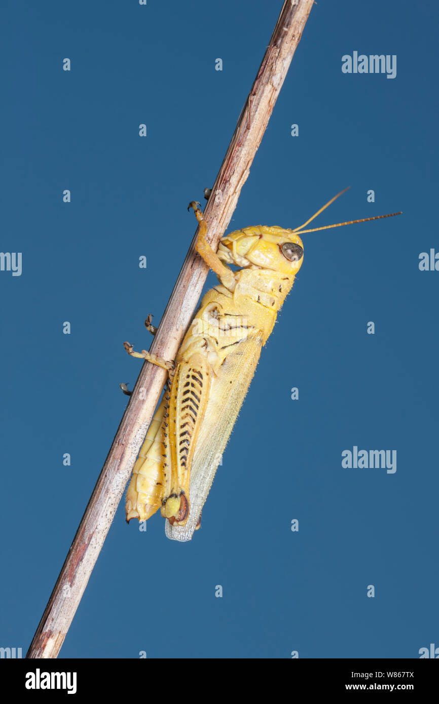 Grasshopper differenziale (Melanoplus differentialis), formulario giallo femmina. Foto Stock