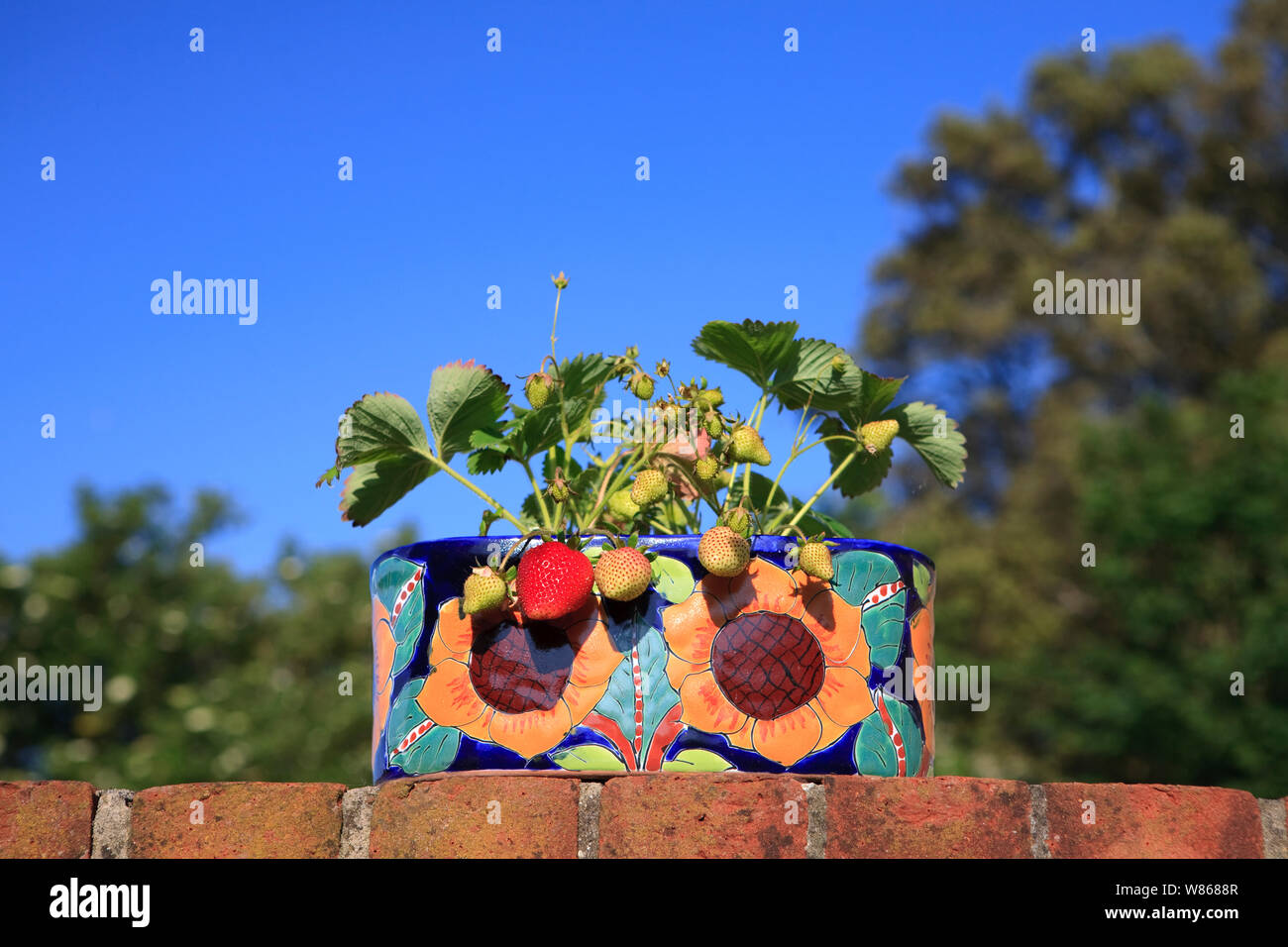 Incantevole perfettamente gustose fragole mature in estate il sole Foto Stock