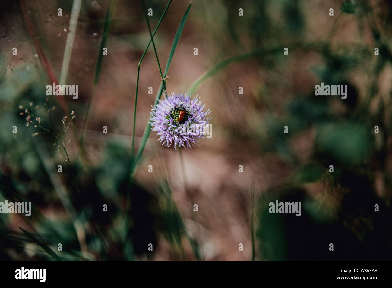 Campo fioritura delle piante in crescita nella foresta di fiori lilla di colore marrone miele beetle bug Foto Stock