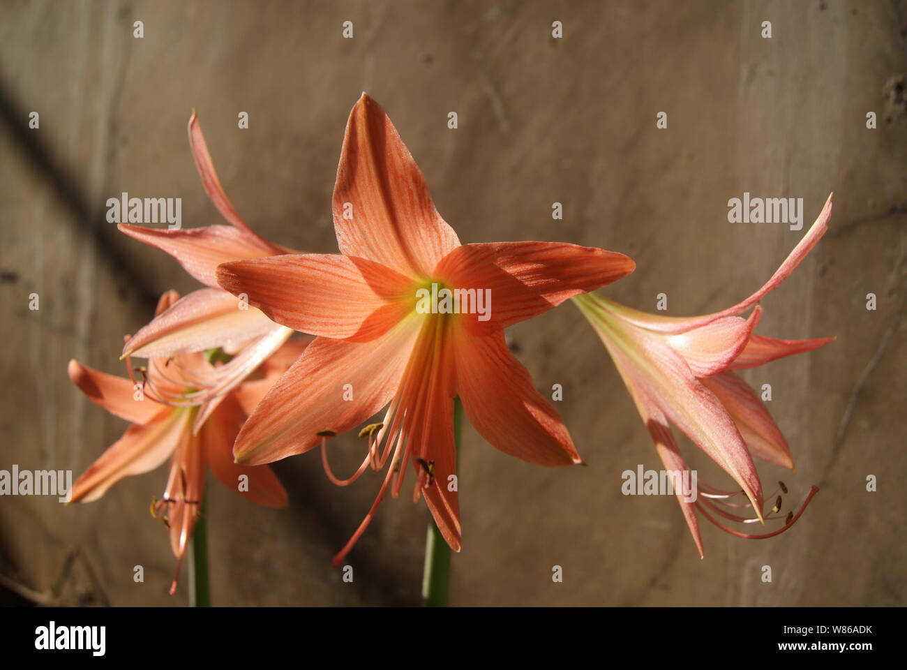 Stripe barbados lily Foto Stock