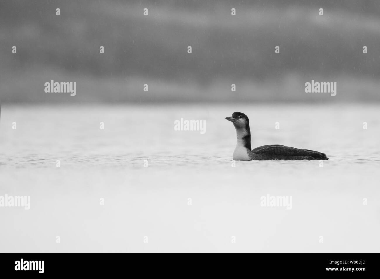 Loon comune (Gavia immer) sotto la pioggia, Repubblica Ceca, bellissimo uccello dall Europa e dall America del Nord Foto Stock