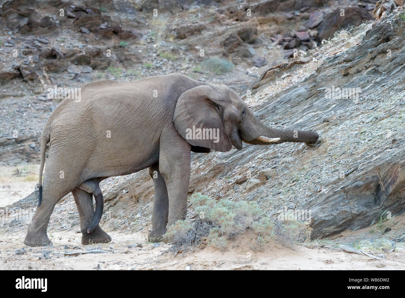 Elefante africano (Loxodonta africana) bull, deserto-atto elephant mangiare erba dal pendio di montagna, Hoanib deserto, Kaokoland, Namibia Foto Stock