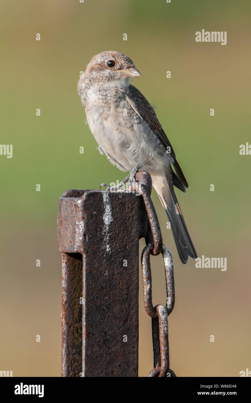 Red-backed shrike (Lanius collurio), bella songbird seduto su un pilastro arrugginito nel pomeriggio, Moravian-Silesian Beskids, Repubblica Ceca Foto Stock