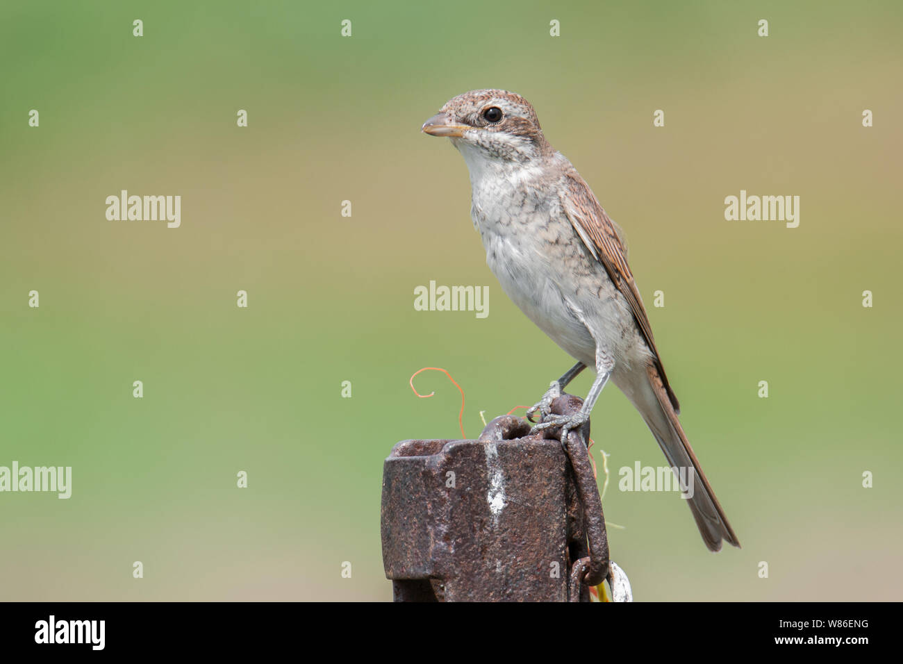 Red-backed shrike (Lanius collurio), bella songbird seduto su un pilastro arrugginito nel pomeriggio, Moravian-Silesian Beskids, Repubblica Ceca Foto Stock