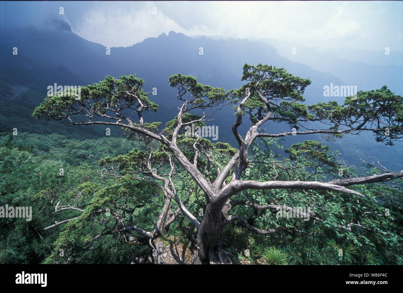 --FILE--paesaggio di inghiottire in una caverna nel Shennongjia Riserva Naturale Nazionale in Shennongjia Distretto Forestale nel centro della Cina di provincia di Hubei, 13 Decemb Foto Stock