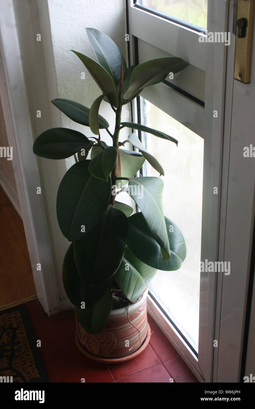 Impianto di gomma - Ficus elastica situata dallo sportello anteriore Foto Stock