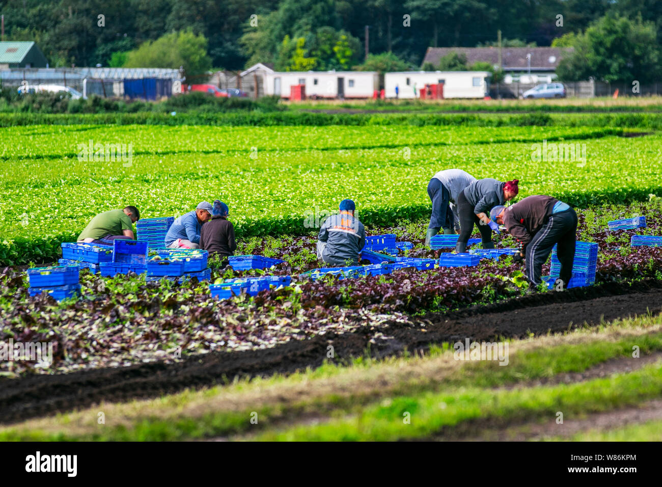 Tarleton, Lancashire. 8 agosto 2019. Regno Unito: Meteo condizioni Fine come migranti dell'UE messe operai lattuga in Tarleton. Brexit penuria alimentare è improbabile che influenzino questa zona rurale del Lancashire con estese zone sotto vetro che produce ortaggi supermercato tutto l'anno. Credito; MediaWorldImages/Alamy Live News Foto Stock