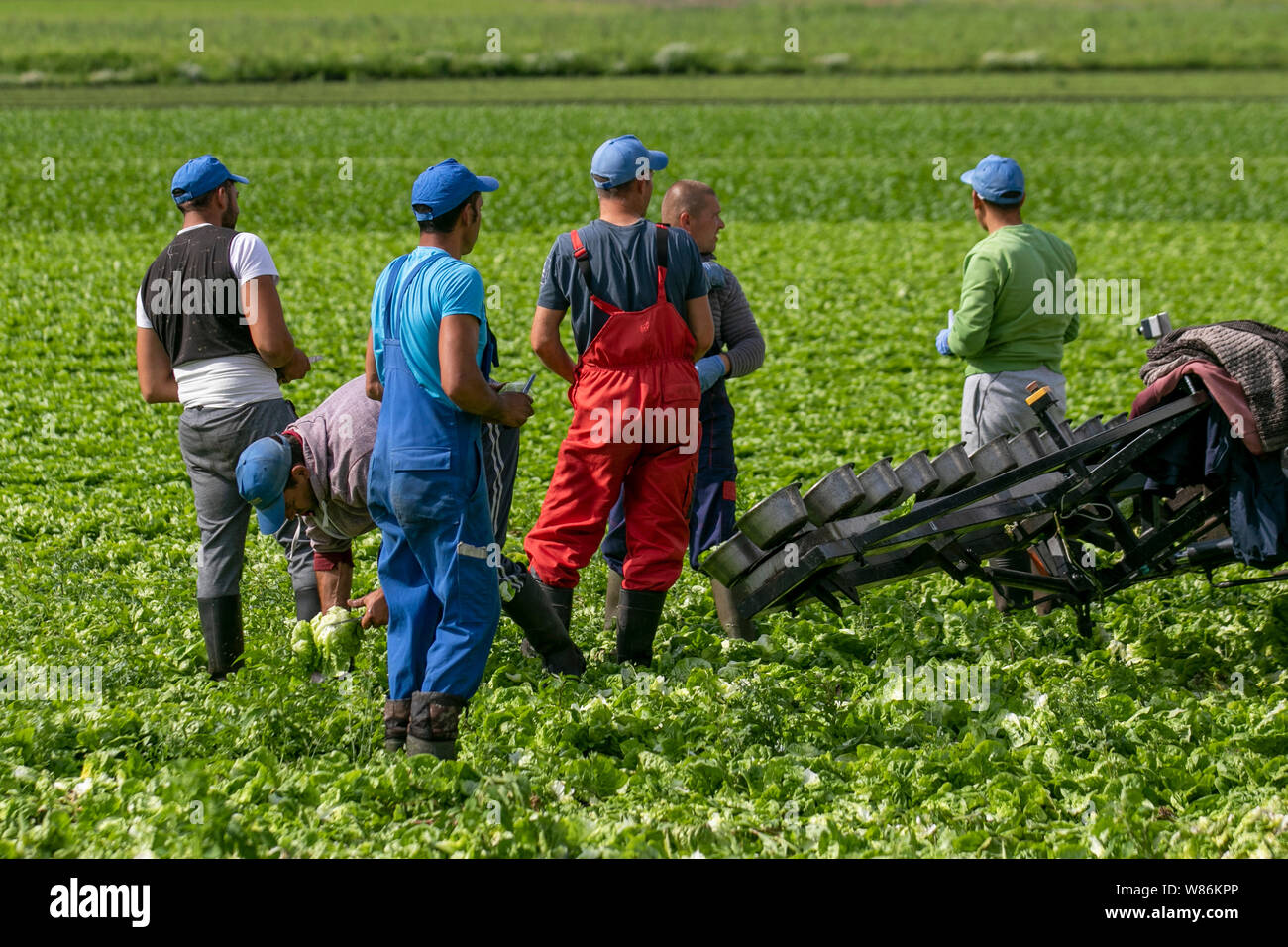 Tarleton, Lancashire. 8 agosto 2019. Regno Unito: Meteo condizioni Fine come migranti dell'UE messe operai lattuga in Tarleton. Brexit penuria alimentare è improbabile che influenzino questa zona rurale del Lancashire con estese zone sotto vetro che produce ortaggi supermercato tutto l'anno. Credito; MediaWorldImages/Alamy Live News Foto Stock