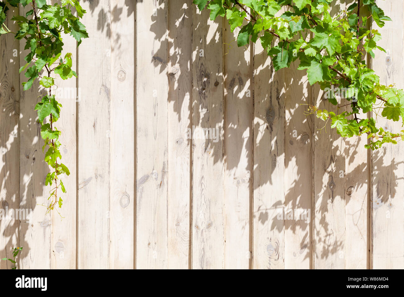 Bianco parete in legno con fresca uva verde rami, foto di sfondo texture con Copia area di spazio Foto Stock