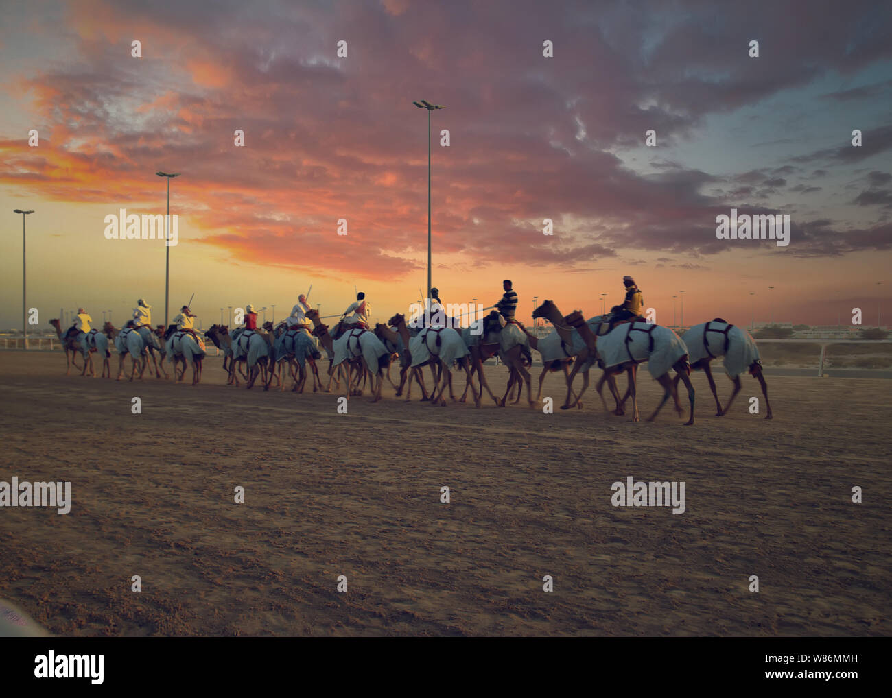 Ora del tramonto, Camel Racing sulla pista da corsa Foto Stock