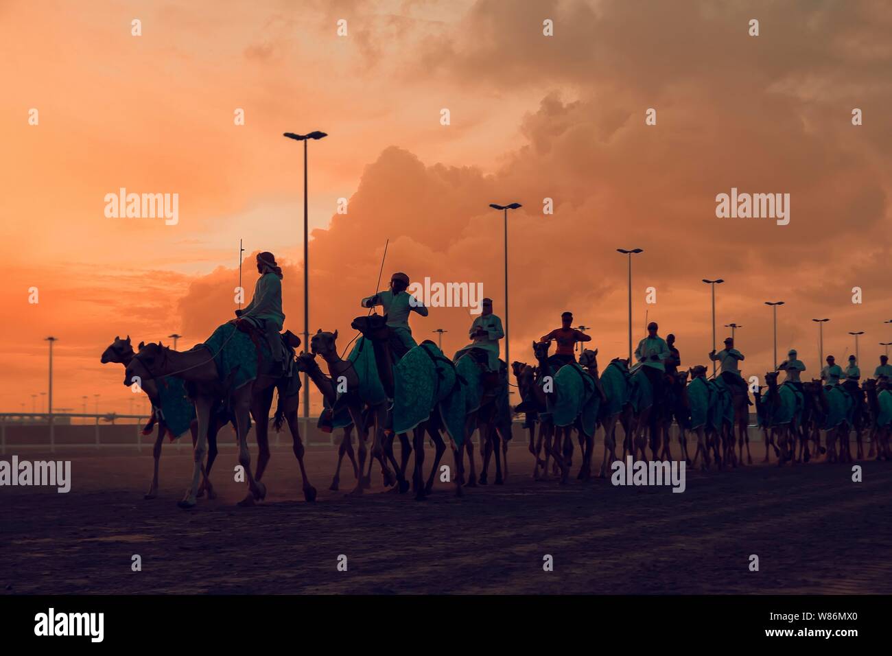 Camel trail in piedi al tramonto del tempo. Camel Racing via Foto Stock