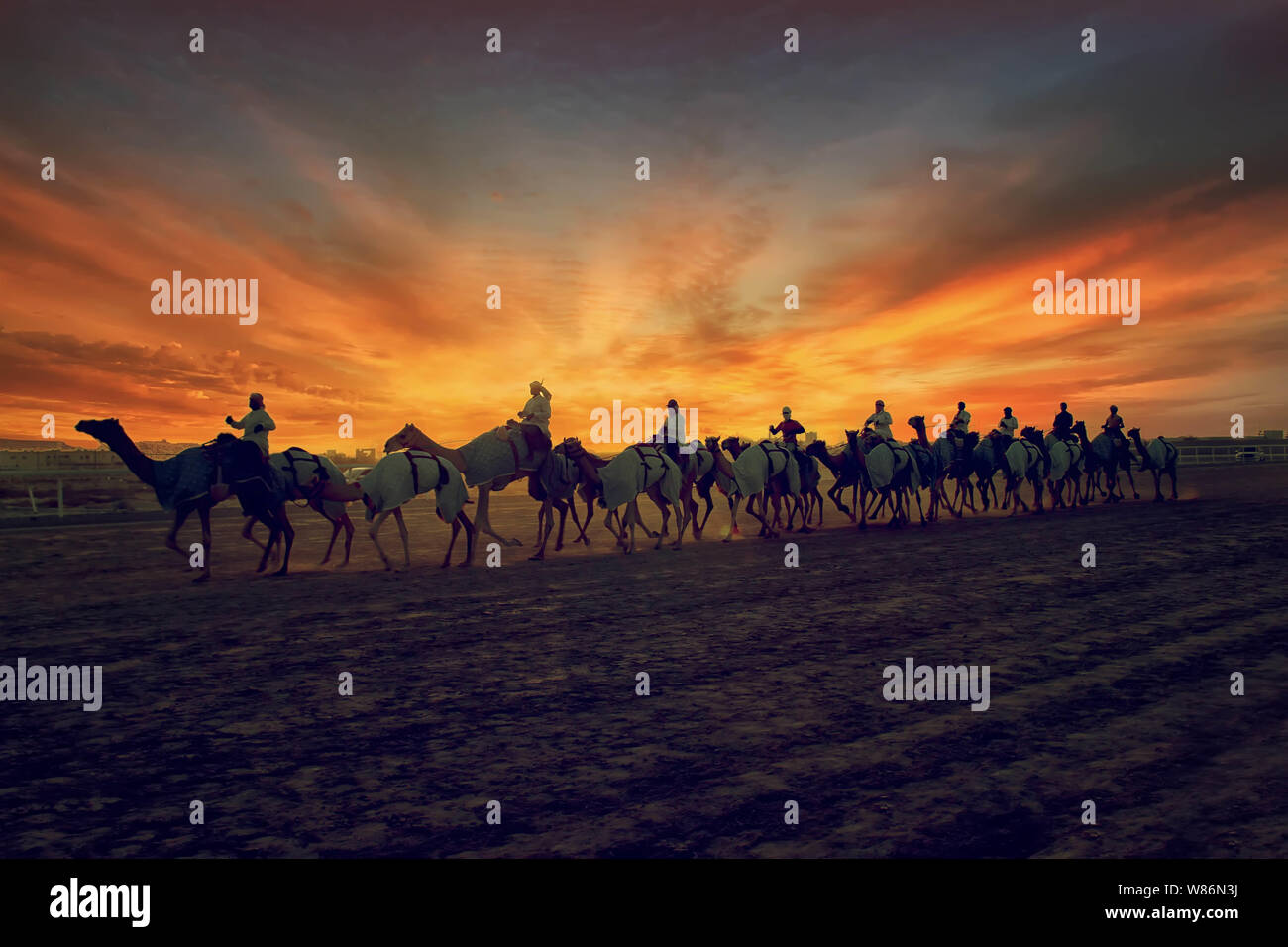 Camel camminando in pista al tramonto. Camel Racing via Foto Stock