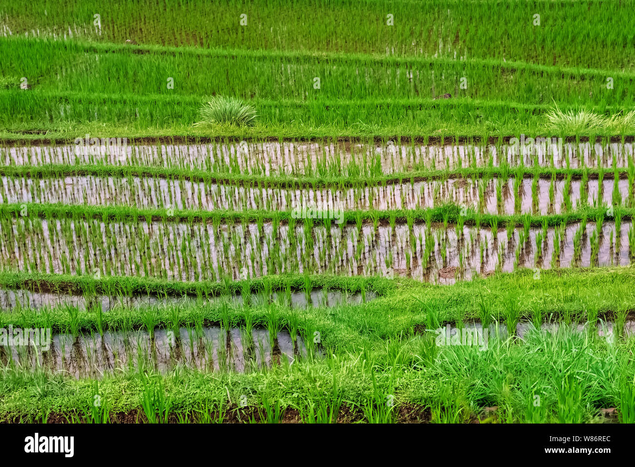 Terrazze di riso con appena piantato il riso di close-up. Foto Stock