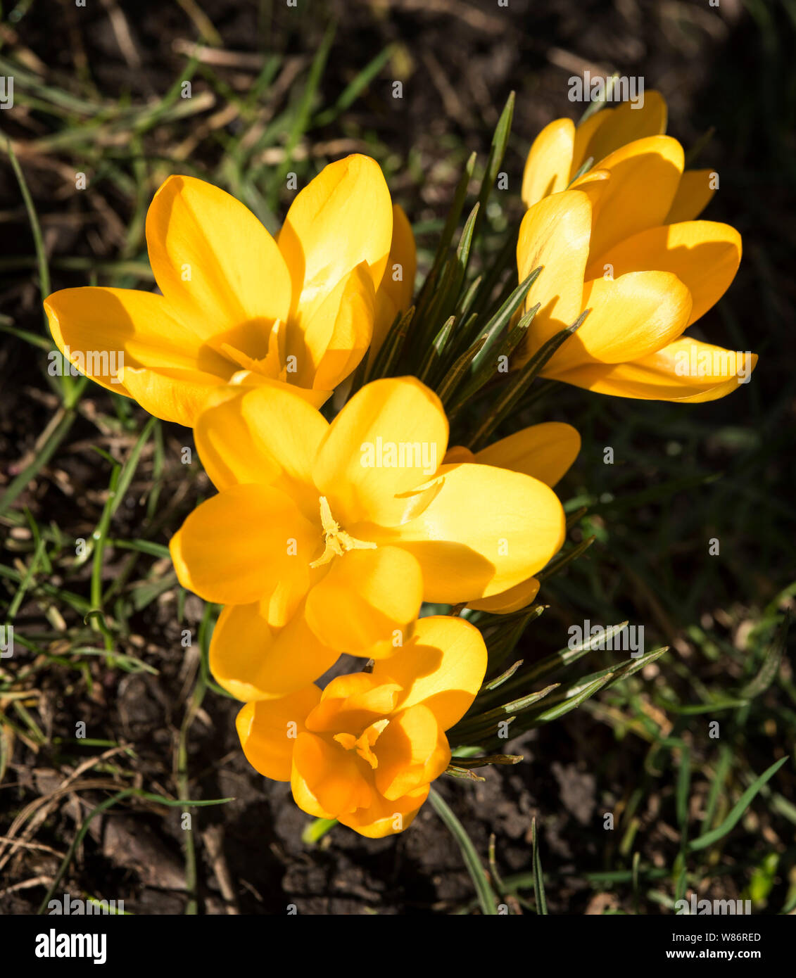 Crochi annunciano l'arrivo della primavera. 90 specie. 3 stami, 1 stile come contrari a tossico "croco d'Autunno" ( Colchicum ) con 6 stami e 3 stili. Foto Stock