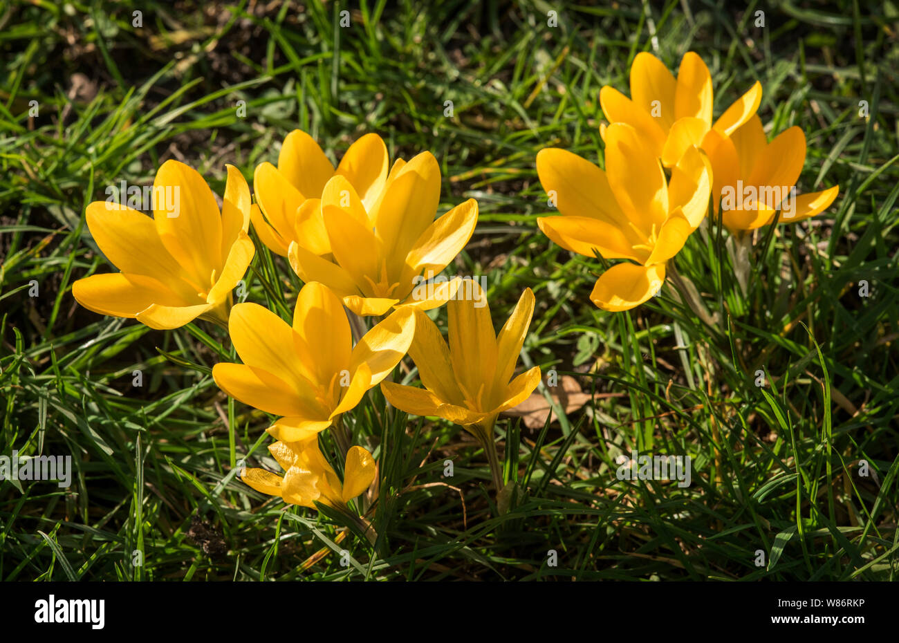 Crochi annunciano l'arrivo della primavera. 90 specie. 3 stami, 1 stile come contrari a tossico "croco d'Autunno" ( Colchicum ) con 6 stami e 3 stili. Foto Stock