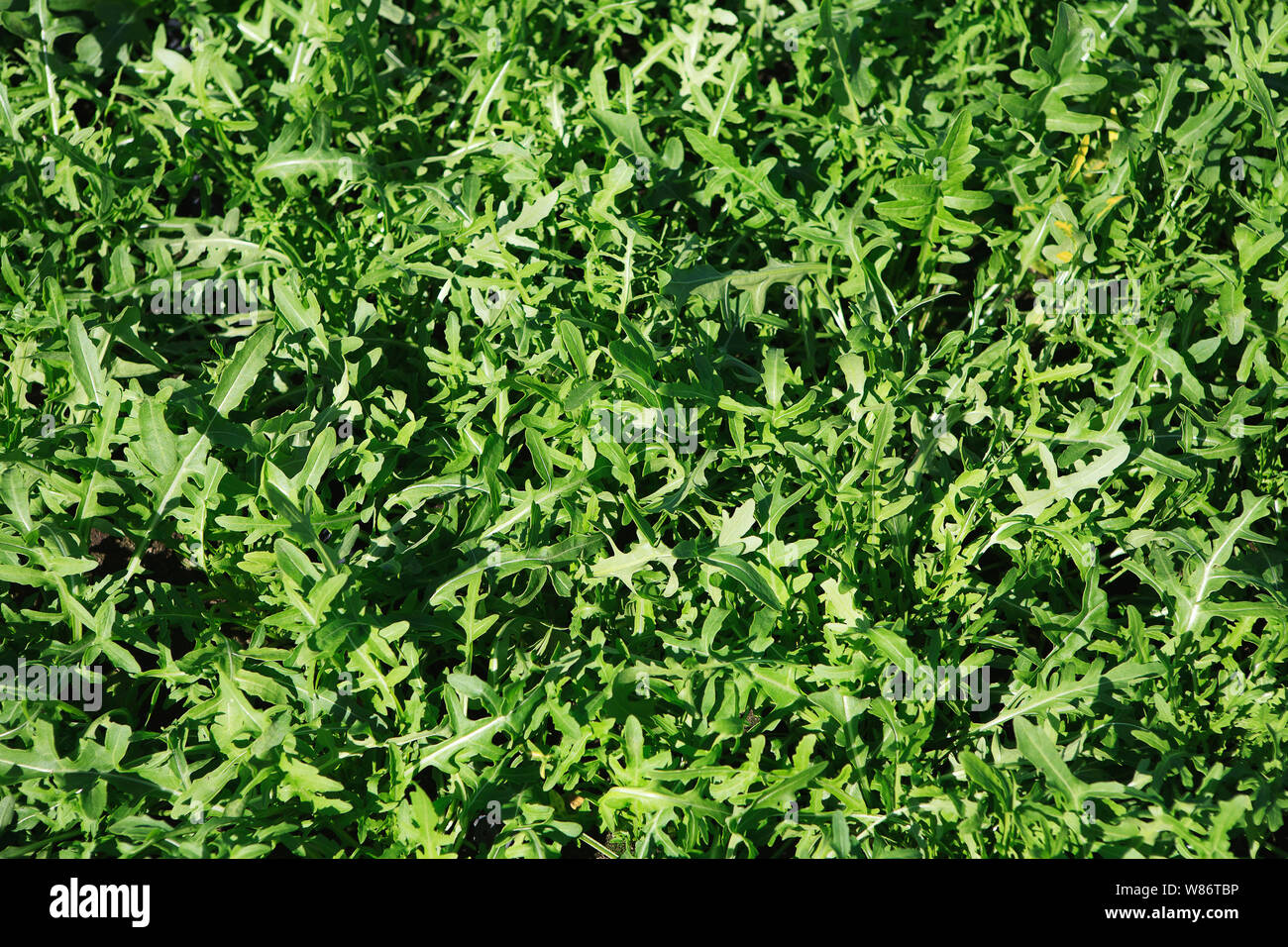 Rucola cresce in una serra commerciale. Foto Stock