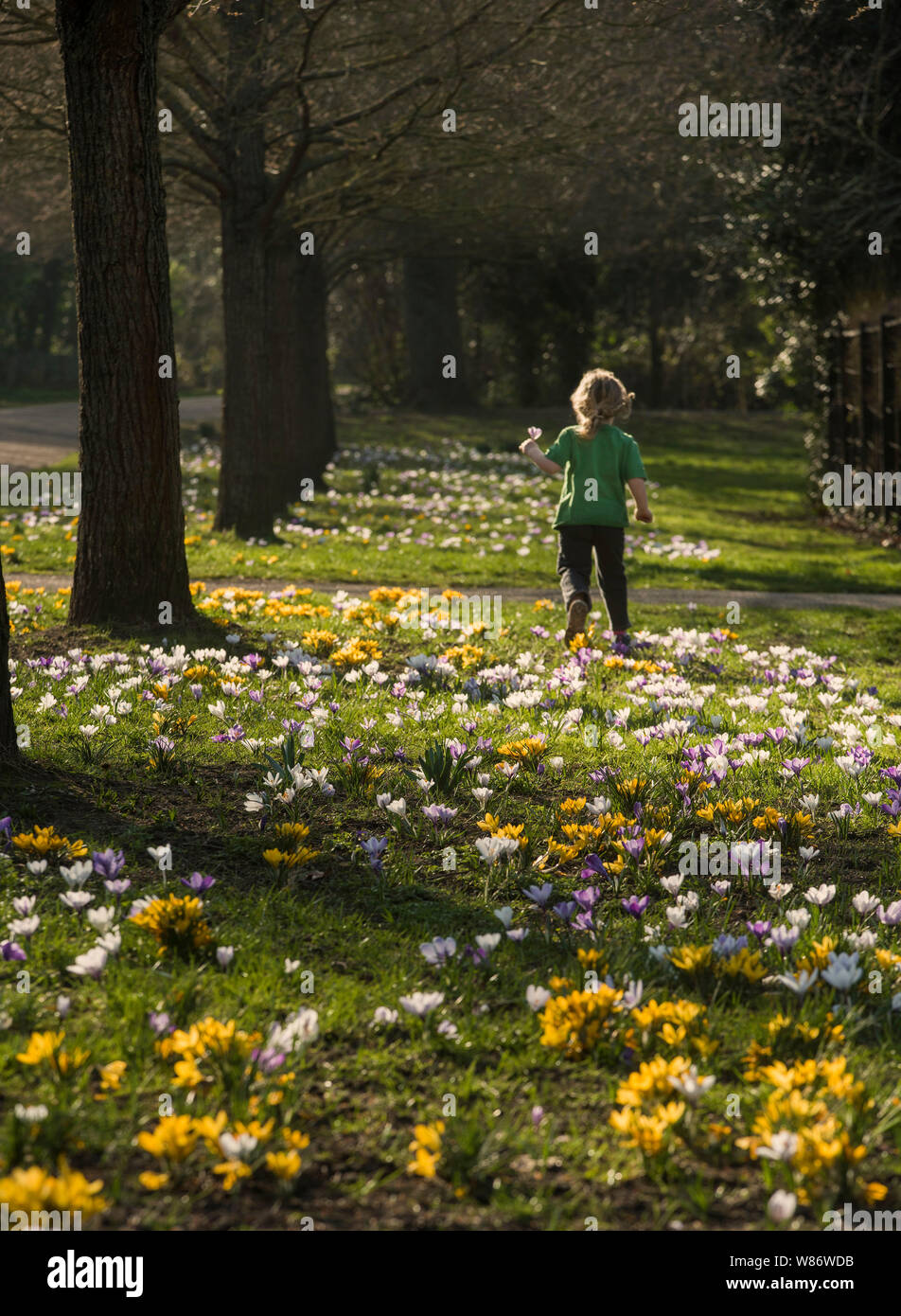 Un bambino corre attraverso un cerotto di crochi annunciano l'arrivo della primavera. Foto Stock