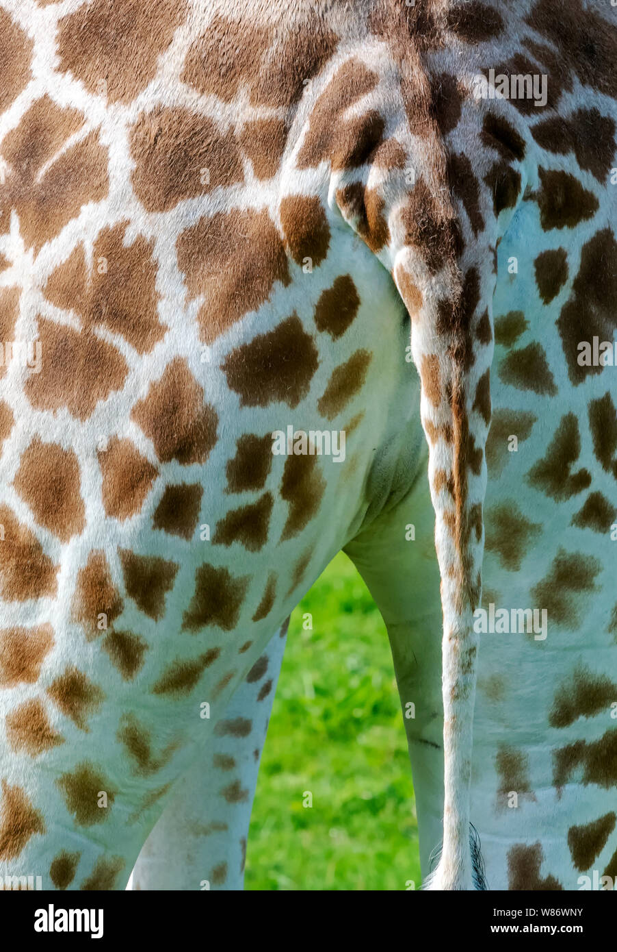 Quarti posteriori di una giraffa (Giraffa Camelopardalis) mostra che è la coda Foto Stock