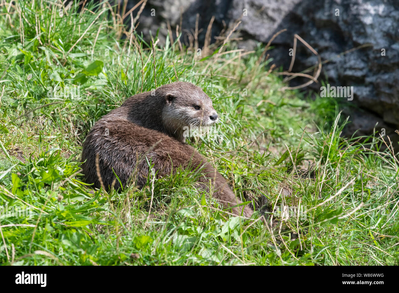 Asian breve artigliato Lontra (Aonyx cinereal) noto anche come il piccolo asiatico artigliato lontra, è il più piccolo di lontra specie nel mondo Foto Stock