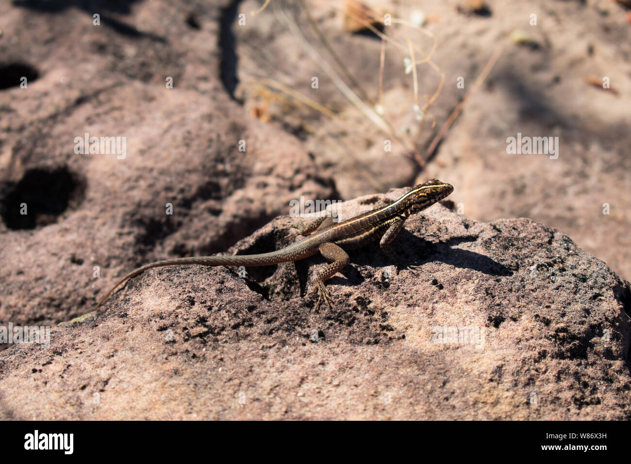 Lizard su una roccia - tipico animale dalla caatinga biome a Oeiras, Piauí - Brasile Foto Stock