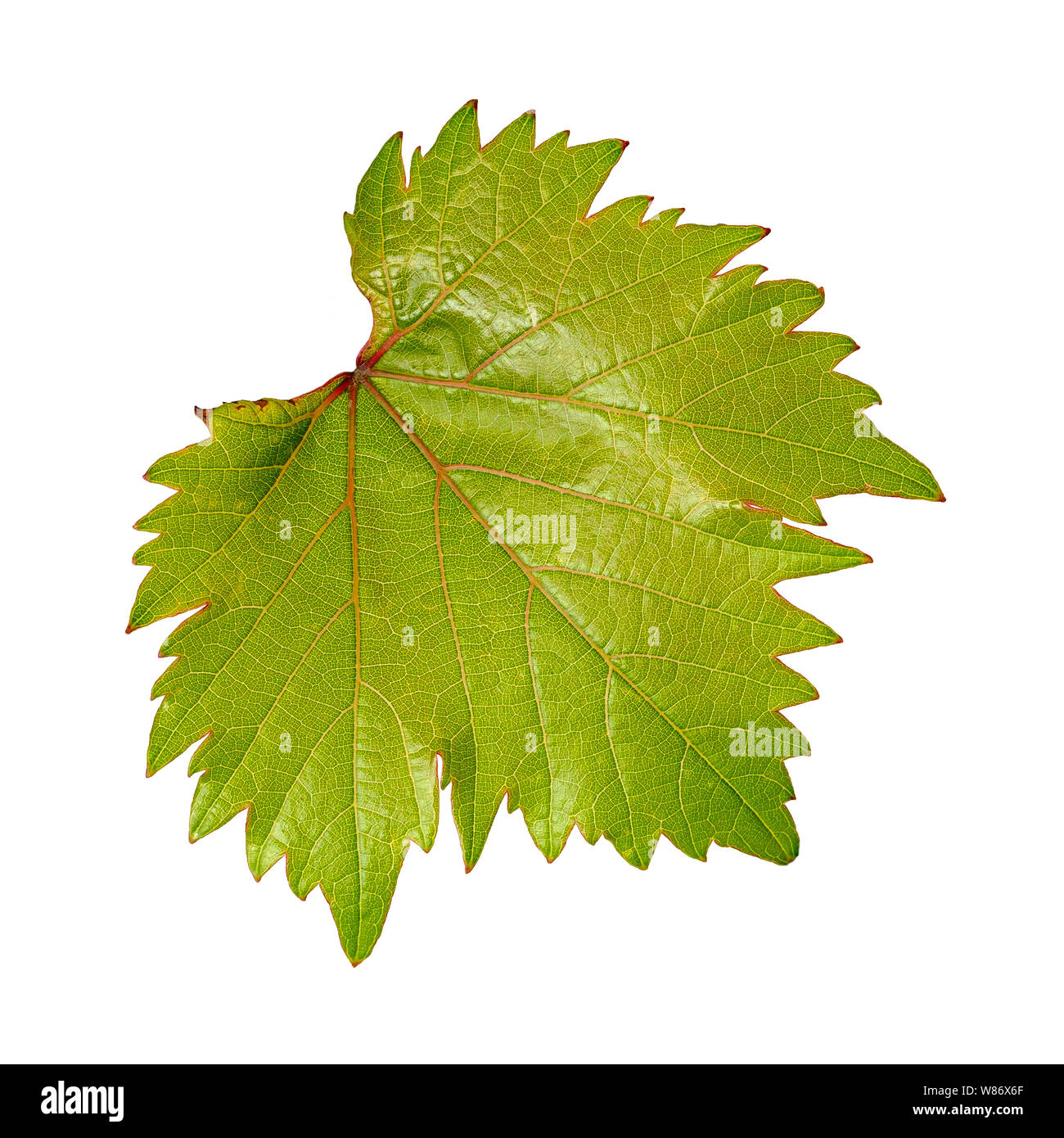 Macro astratta di una giovane e bella del vino verde foglia con venature rosse isolato su uno sfondo bianco Foto Stock
