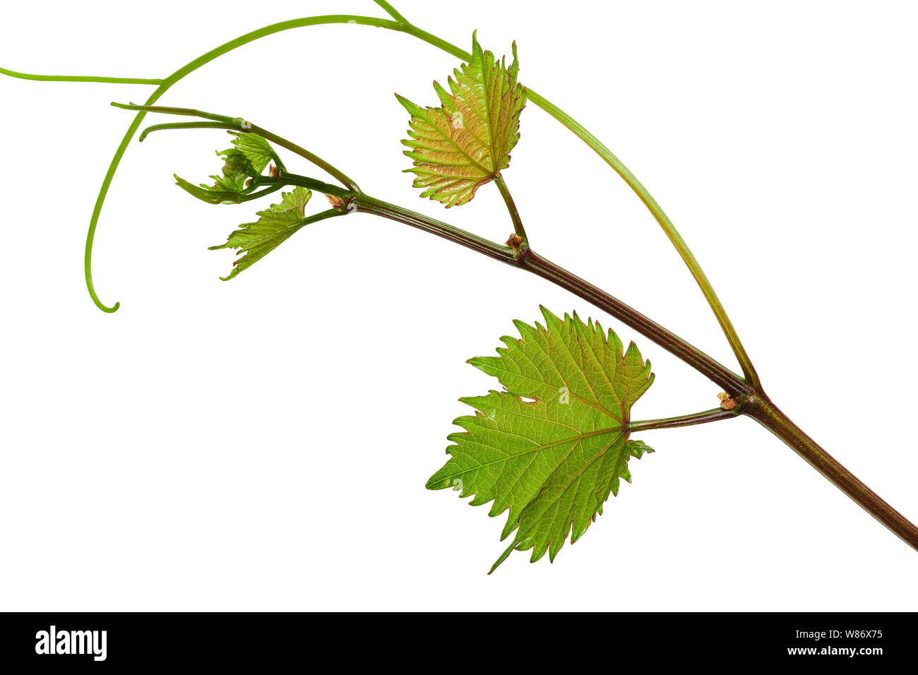 Macro astratto di diramazione con bella fresca giovani foglie di vino isolato su uno sfondo bianco Foto Stock