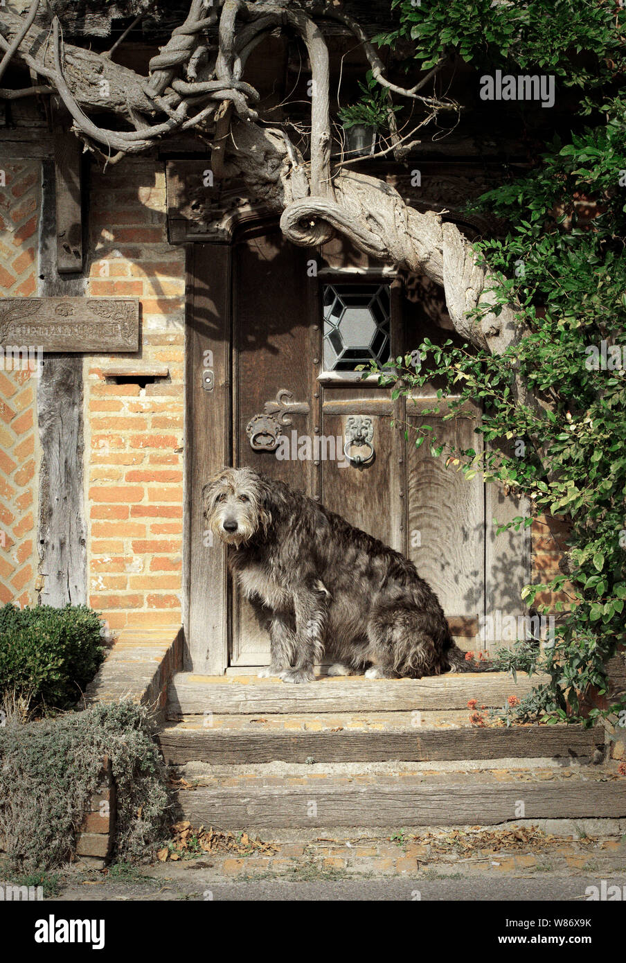 Irish Wolfhound cane nella parte anteriore della vecchia porta di legno Foto Stock