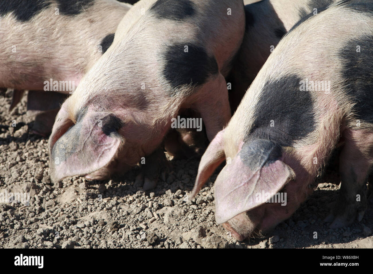 Gloucestershire vecchio spot maiali nel fango su un allevamento di suini. Foto Stock