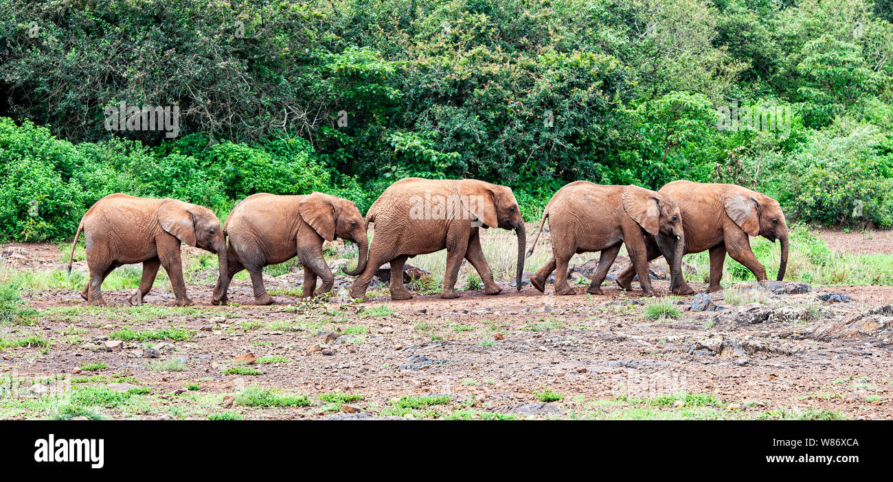 Orphan Baby Elephant al Sheldrick fiducia in Nairobi Kenya Africa Foto Stock