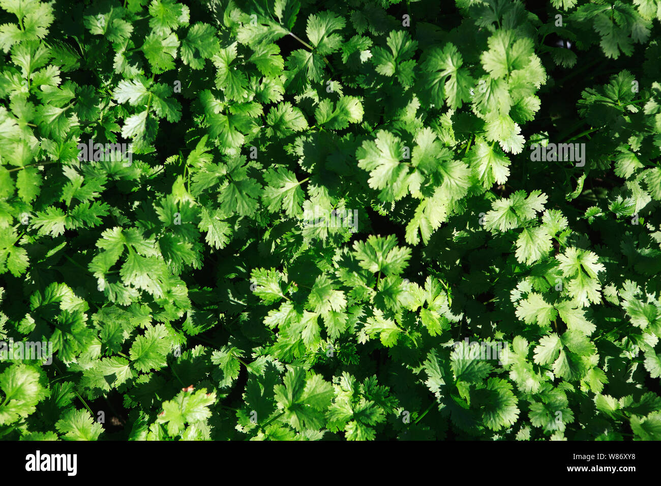 Il coriandolo piante che crescono in una serra commerciale Foto Stock