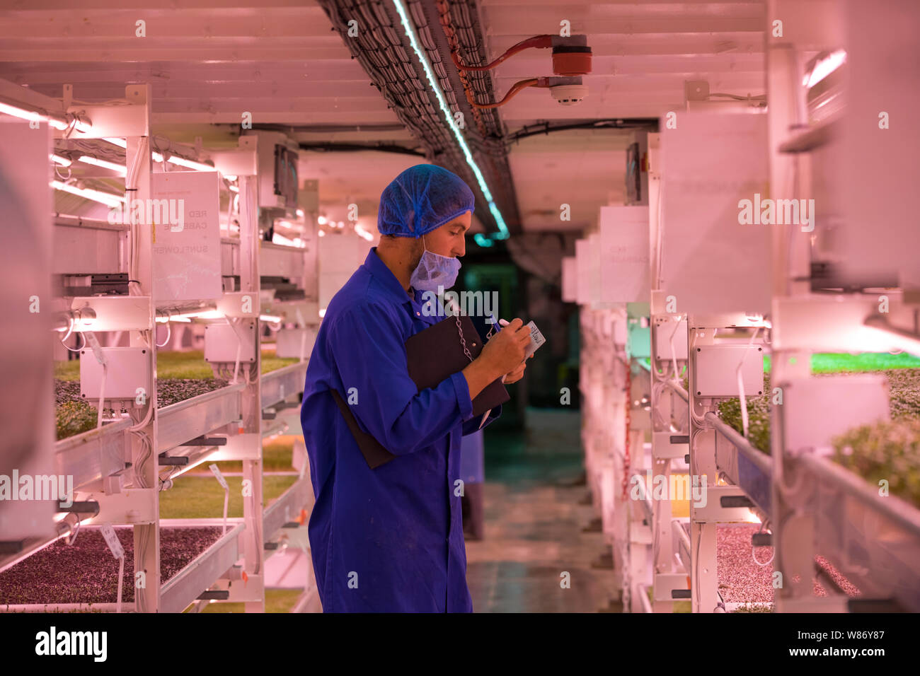 Cresce la metropolitana fattorie verticali 100 piedi al di sotto del terreno a Clapham, Londra Sud, costruito nella ex Air Raid Shelter, England, Regno Unito Foto Stock