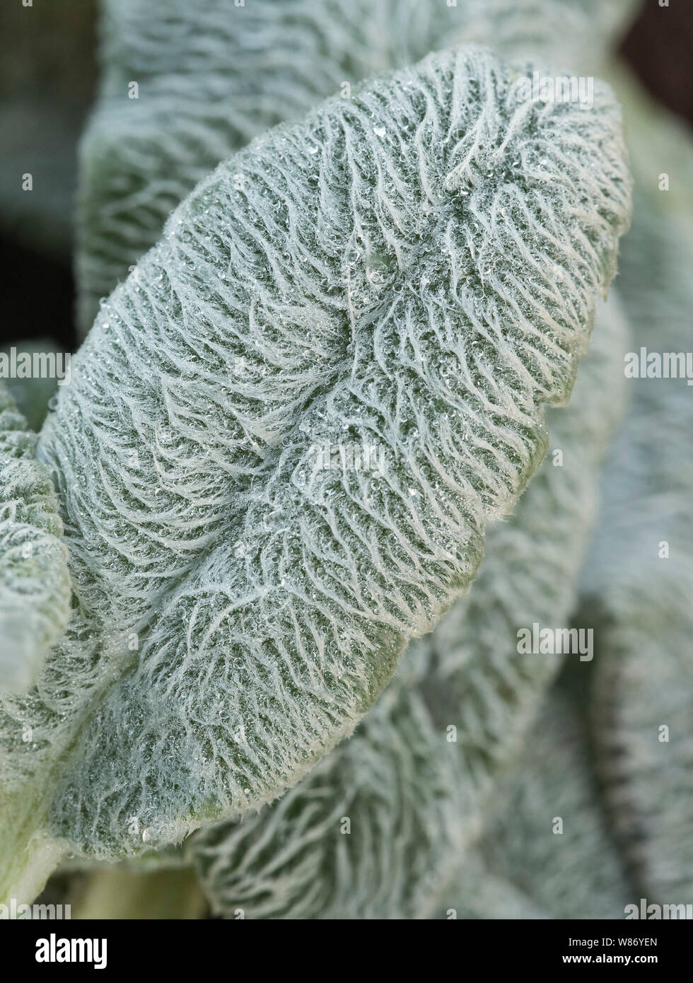 Close up di agnello l orecchio ( Stachys byzantina ) aka lanosi Hedgenettle.. Foto Stock