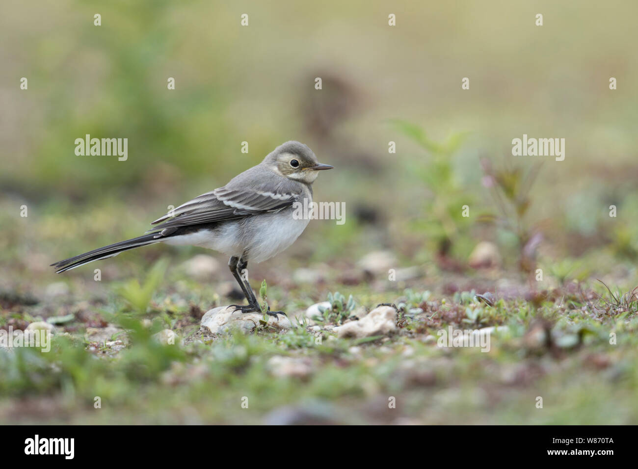 Giovani Wagtail ( Motacilla alba ) seduta nel suo habitat naturale, fauna selvatica, l'Europa. Foto Stock