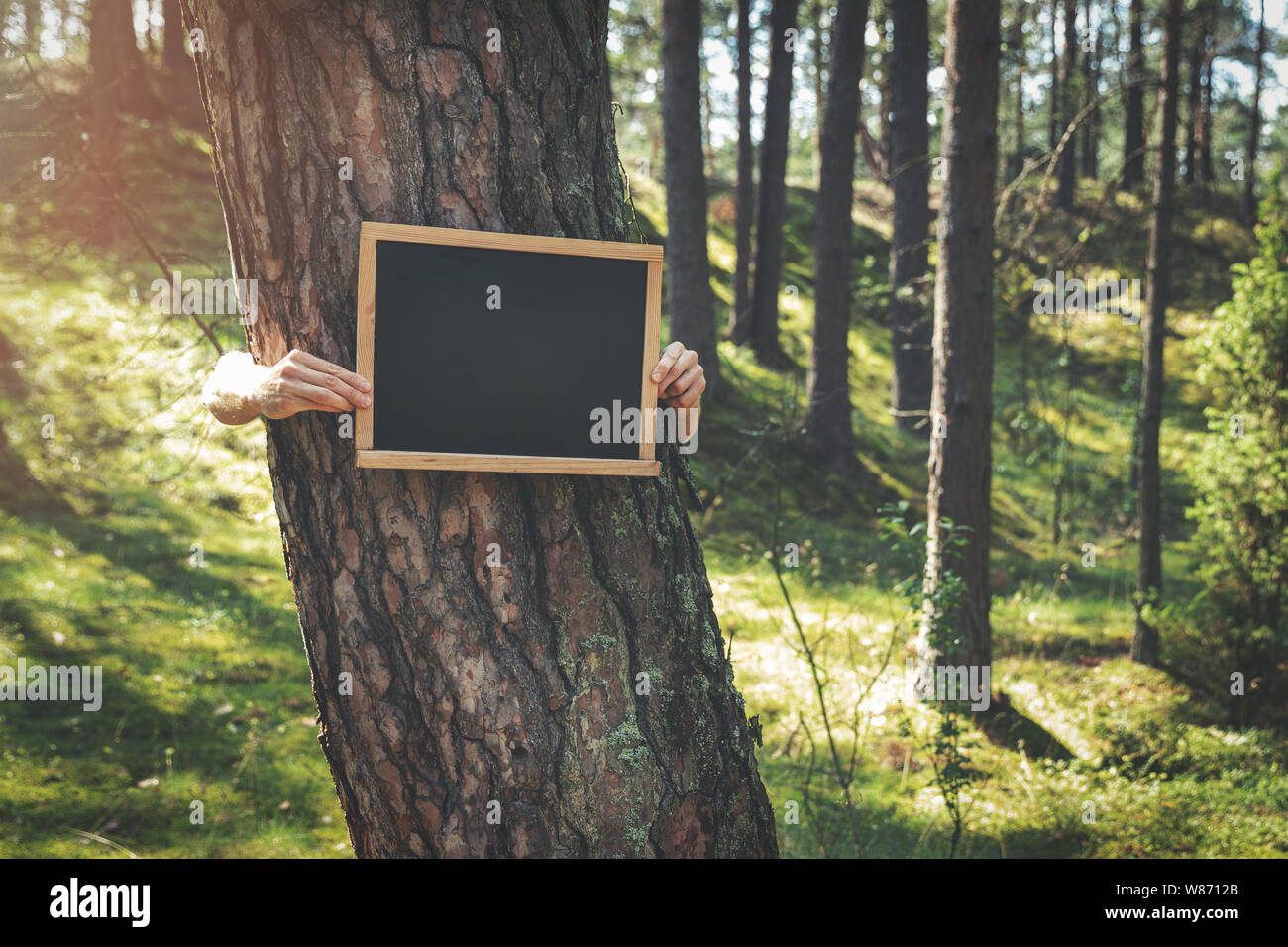 Mani lavagna vuota intorno all'albero di pino della foresta Foto Stock