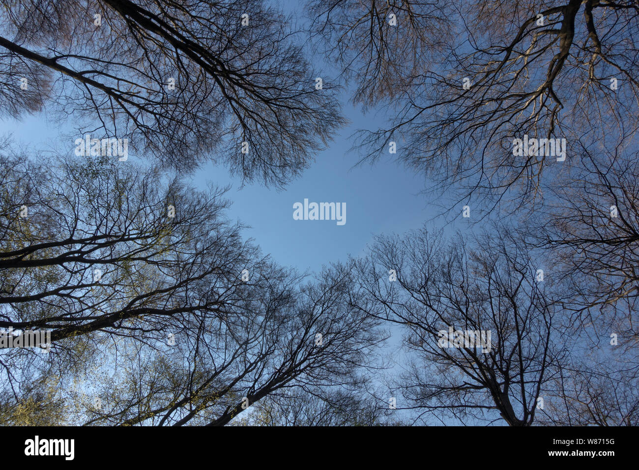 Tree Tops in primavera, uno sguardo nel cielo blu, faggi in primavera, in Germania, in Europa. Foto Stock