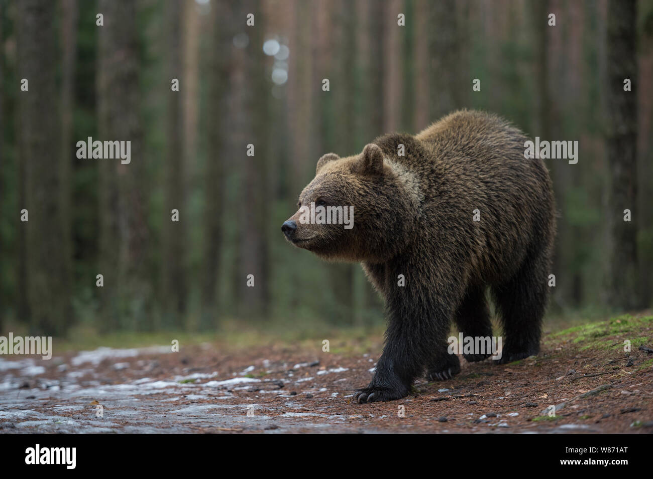 Eurasian orso bruno / Braunbaer ( Ursus arctos ), forte e potente, cammina lentamente attraverso una foresta boreale su di un piccolo colle, l'Europa. Foto Stock