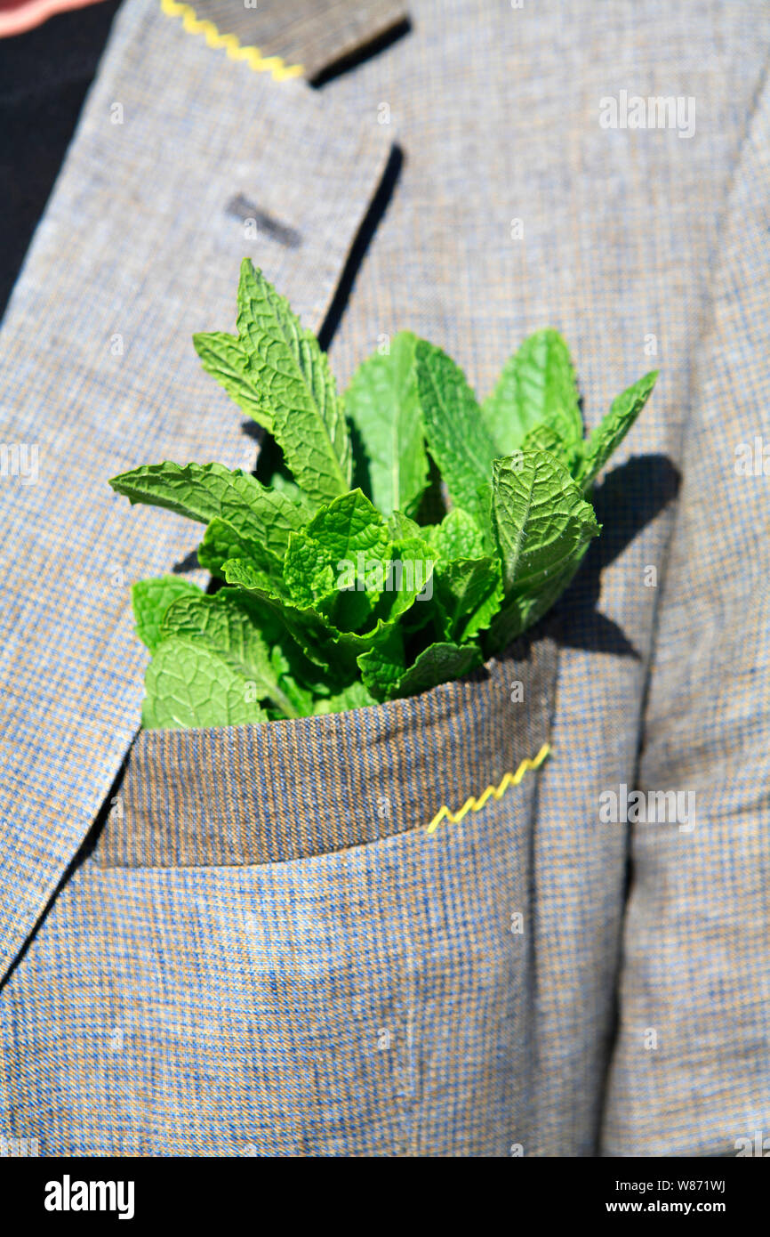 Le foglie di menta in cima al di fuori della tasca di un abito camicia Foto Stock