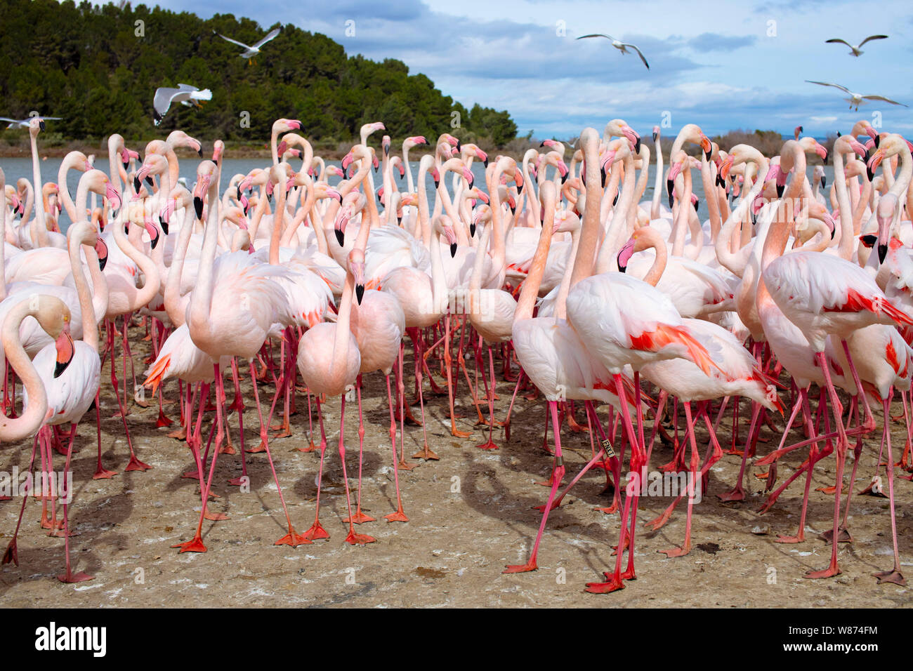 Sigean African Safari Park (sud della Francia): American flamingo colonia, Phoenicopterus ruber roseus Foto Stock