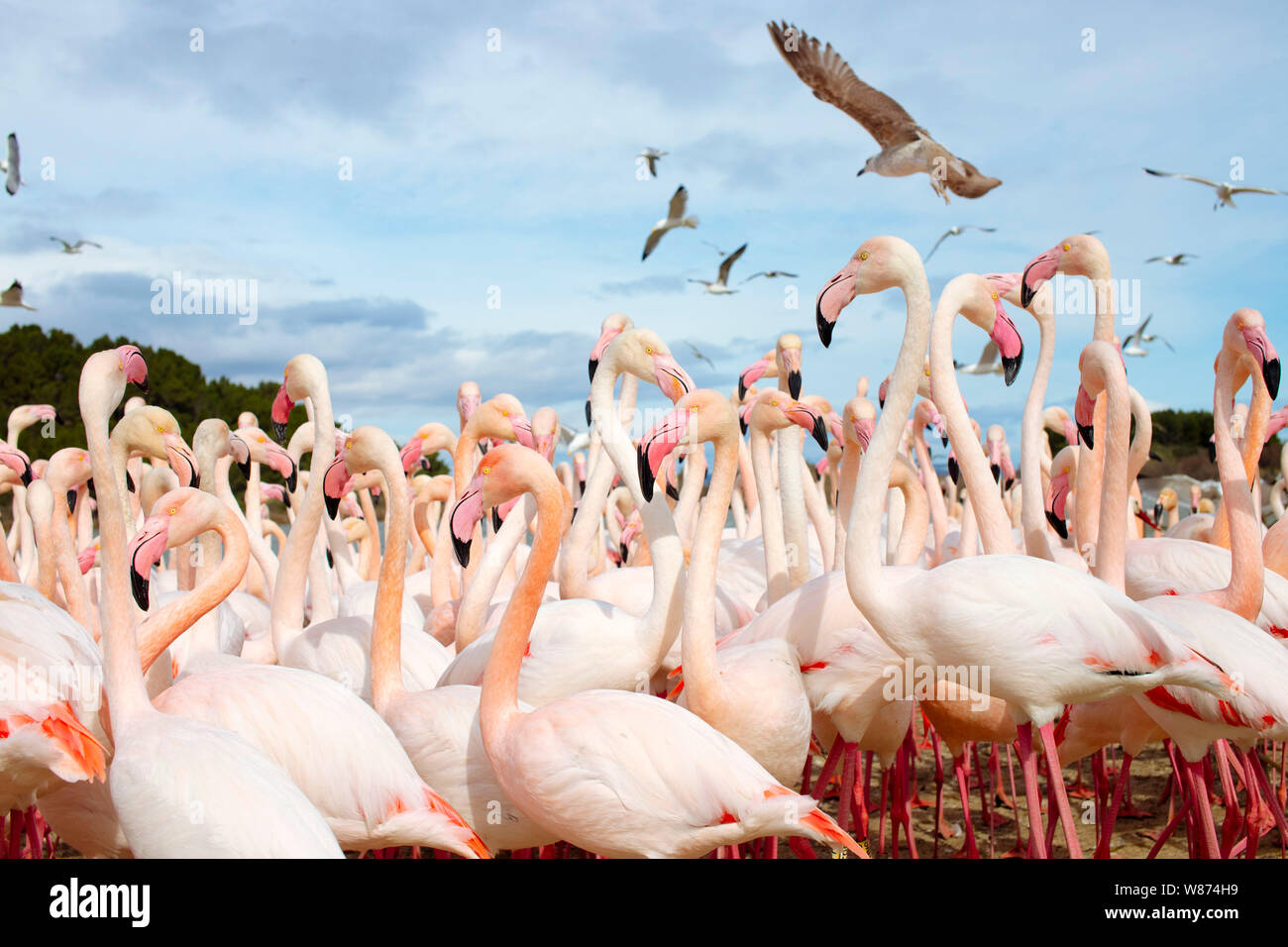 Sigean African Safari Park (sud della Francia): American flamingo colonia, Phoenicopterus ruber roseus Foto Stock