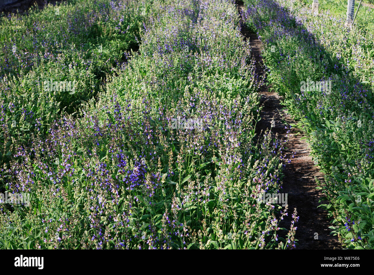 Piante di lavanda che cresce in una serra commerciale Foto Stock